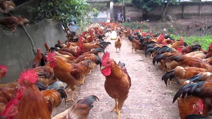 Kỹ thuật nuôi gà ta thả vườn đạt hiệu quả cao - Bông lúa vàng Việt Nam